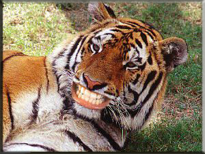 Tiger Smile